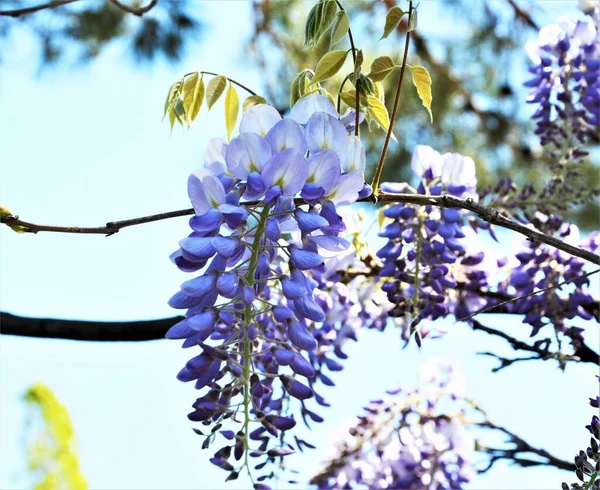 Schöne Blau Weiße Trauben Blühender Wisteria — Stockfoto