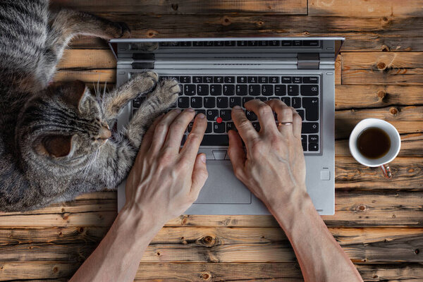 A man works at a laptop with a cat while drinking coffee. Flat lay.