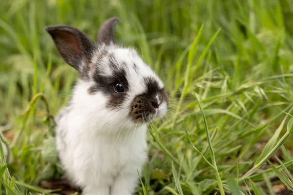 Pequeño conejo blanco en mota negra sobre hierba verde en un día de verano — Foto de Stock