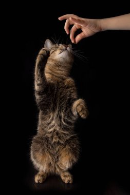 Kedi siyah bir arka planda arka ayakları üzerinde duruyor. Bir kediyi eğitmek çok lezzetli.