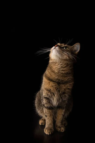 Gato Bonito Olhando Para Cima Sentado Isolado Fundo Preto Iluminado — Fotografia de Stock