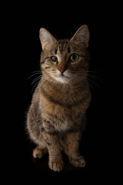 Lindo Gato Mirando Hacia Arriba Sentado Aislado Sobre Fondo Negro — Foto de Stock