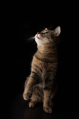 Kedi sağ patisini siyah bir arka plana doğru kaldırdı.