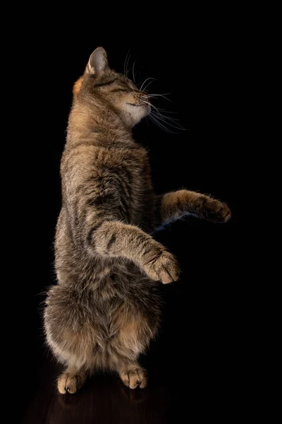 Кіт Стоїть Задніх Ногах Чорному Тлі — стокове фото