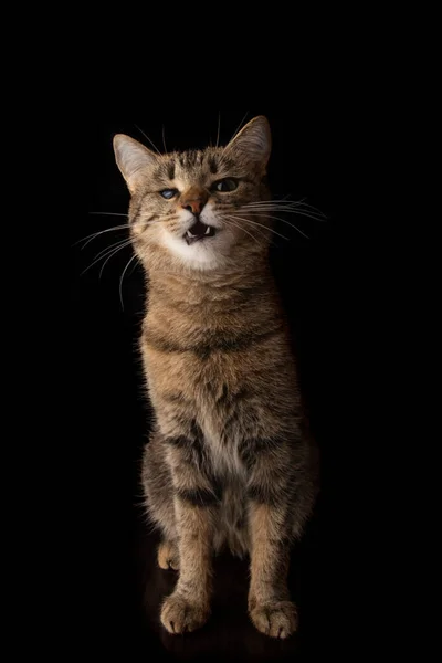 Кіт Інвалідністю Очей Сидить Чорному Тлі — стокове фото