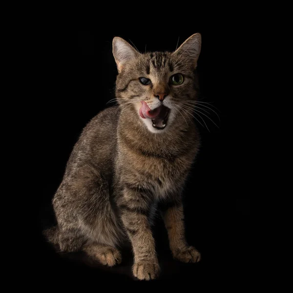 Gato Desativado Sem Olhos Senta Fundo Preto — Fotografia de Stock