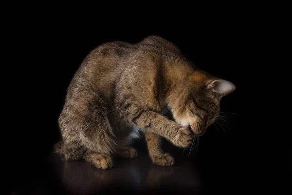 Кіт Лиже Лапу Чорному Тлі — стокове фото