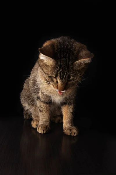 Foto Mostra Gato Com Língua Pendurada Fundo Preto — Fotografia de Stock