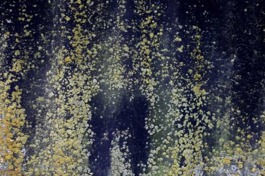 küf ve yosun dokusu