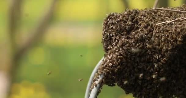 Een Zwerm Bijen Kolken Vliegen Veel Bijen Werken — Stockvideo