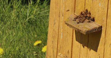 Arılar uçar ve bahçedeki sarı kovanın dışına uçar.