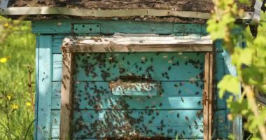 Arılar mavi kovanlarında çalışır. İçeri uçar ve polen toplamak ve bal yapmak için dışarı uçarlar.
