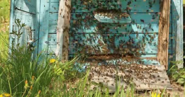 Бджоли Працюють Своєму Синьому Вулику Літають Вилітають Щоб Збирати Пилок — стокове відео
