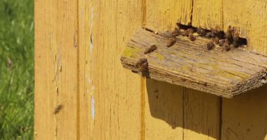 Sarı arı kovanları uçarak gelir ve girdaptan çıkar bal için polen toplar