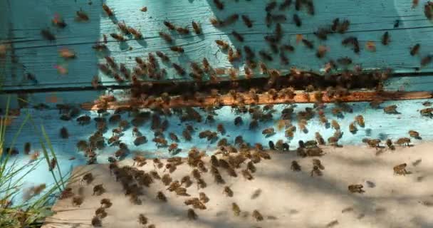 Μέλισσες Δουλεύουν Στην Μπλε Κυψέλη Τους Έρχονται Πετώντας Για Μαζέψουν — Αρχείο Βίντεο