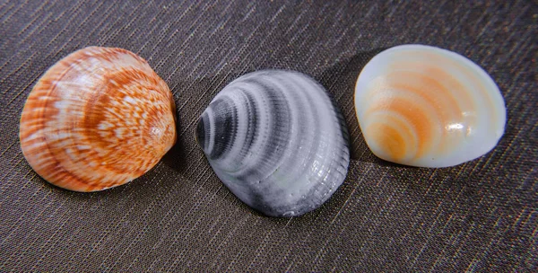 Colorful Different Sea Shell — Stock Photo, Image
