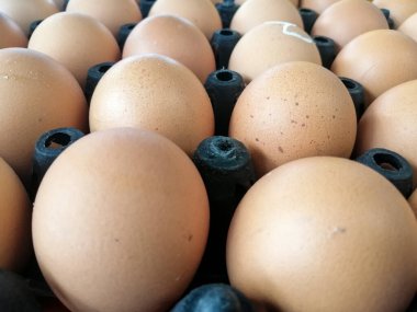 Yumurta dükkanları için plastik panellerdeki yumurtalar