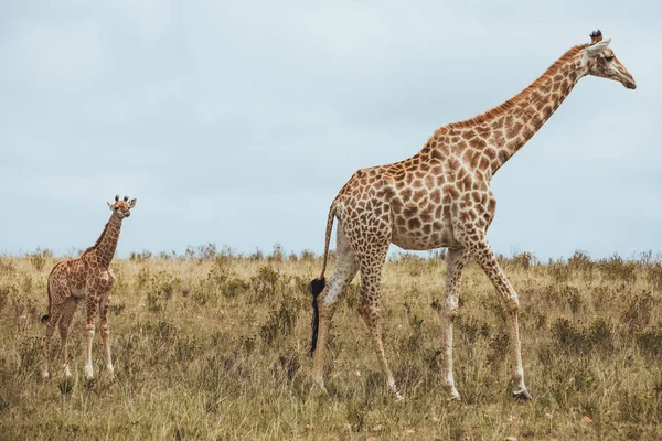 Una jirafa está en un campo cubierto de hierba — Foto de Stock