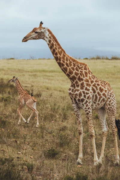 A giraffe stands in a grassy field — Stock Photo, Image