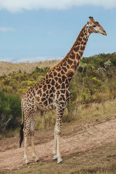 Bir zürafa otlak manzaralı yolda duruyor. — Stok fotoğraf