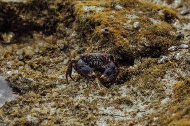 Bir yengeç okyanusun yakınındaki kayalarda oturur.