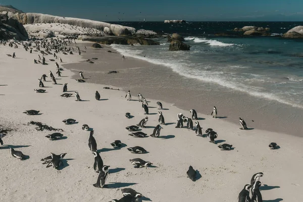 Bir penguen sürüsü sahilde duruyor. — Stok fotoğraf