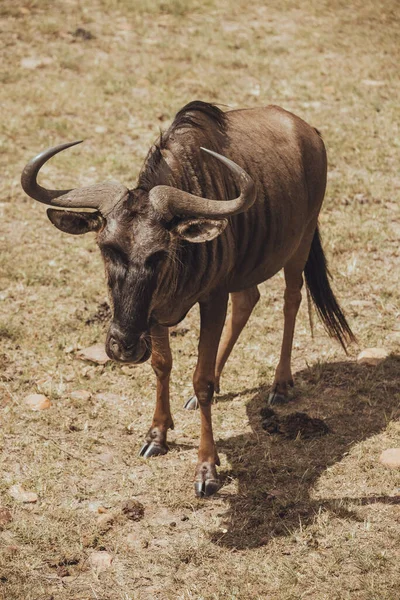 Een gehoornde dier graast in een weide — Stockfoto