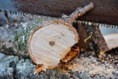 Ağacı kes. Bulanık arka planda paslı testere