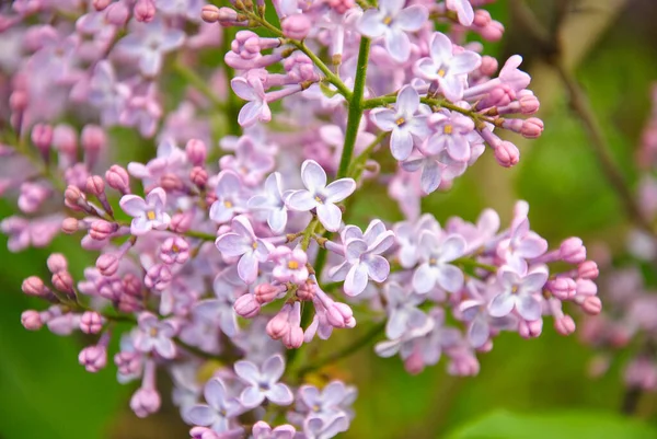 lilac blossoms. start lilac blooms