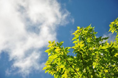  Mavi gökyüzüne karşı yeşil ağaç dalları ve güneşli bir günde beyaz bulutlar.