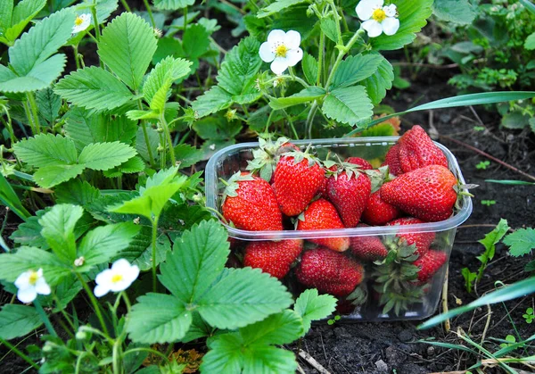 Morangos Jardim Recolhidos Morangos Suculentos Maduros Recipiente Plástico Uma Plantação — Fotografia de Stock