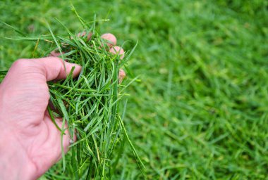 Yeşil bir çim tutan el.