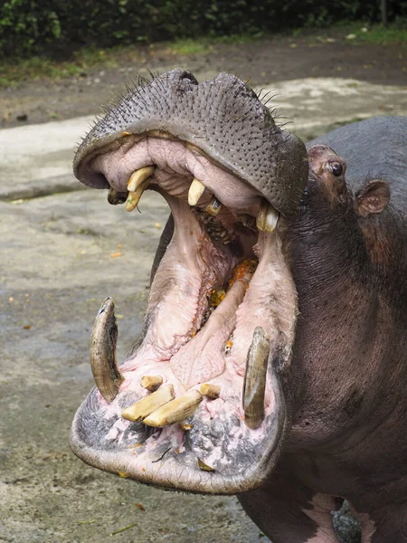 Karmienie Hipopotama Marchewka Taman Safari Indonezja — Zdjęcie stockowe