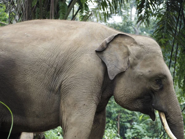 Elefante Taman Safari Indonesia — Foto de Stock