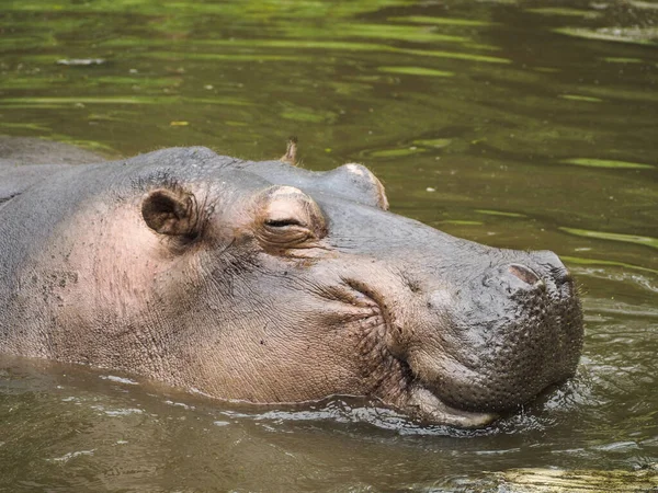 Engraçado Bonito Olhando Sorrindo Hipopótamo — Fotografia de Stock