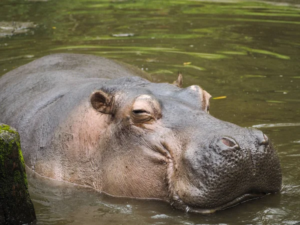 Divertido Lindo Mirando Sonriendo Mientras Relaja Hipopótamo — Foto de Stock