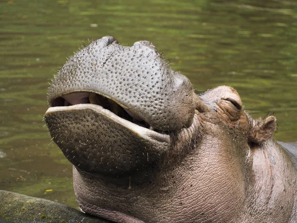 Drôle Mignon Regarder Souriant Hippopotame — Photo