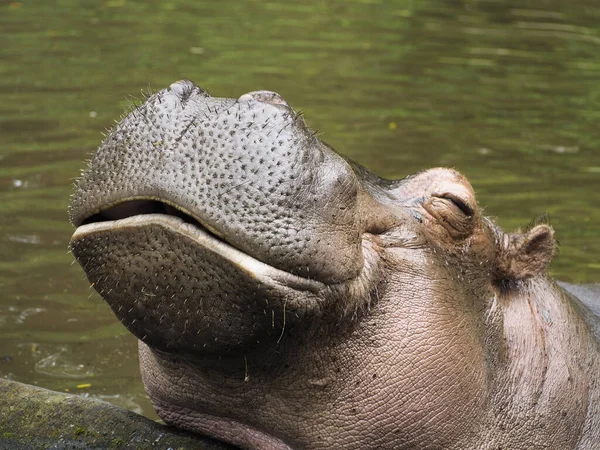 Engraçado Bonito Olhando Sorrindo Hipopótamo — Fotografia de Stock