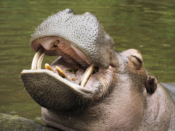 Engraçado Bonito Olhando Sorrindo Rindo Hipopótamo — Fotografia de Stock