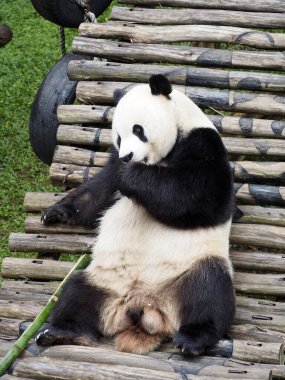 Endonezya safari parkında panda