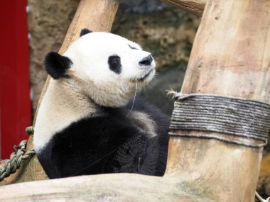 Panda Endonezya safari parkında yemek yiyor.