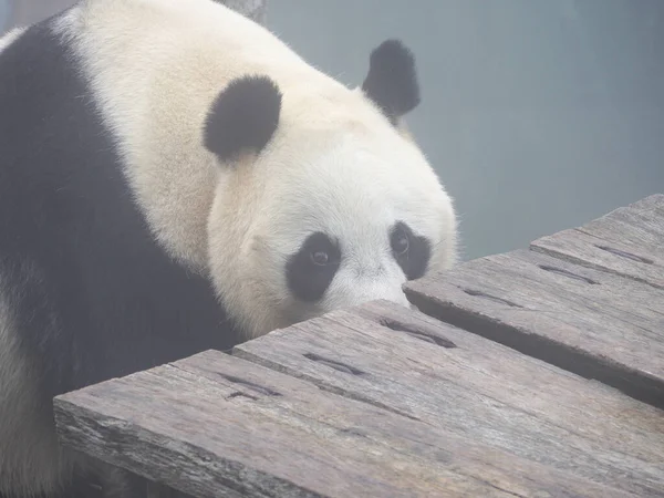 Endonezya safari parkında panda