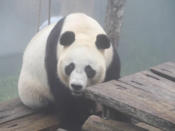 Endonezya safari parkında panda