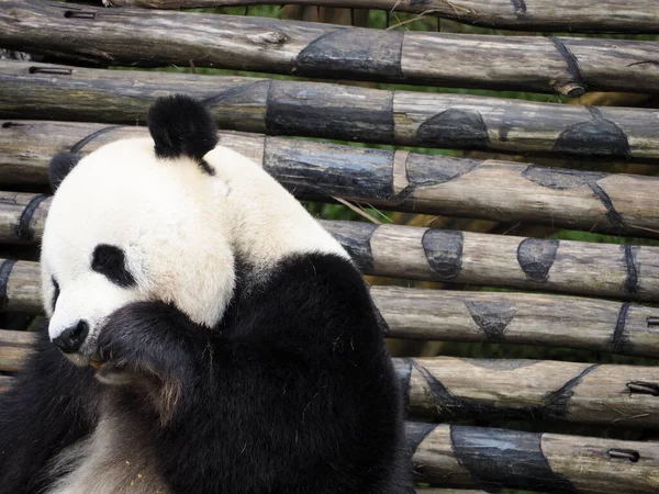 Pandanın arkasında panda logosu olan Endonezya safari parkında