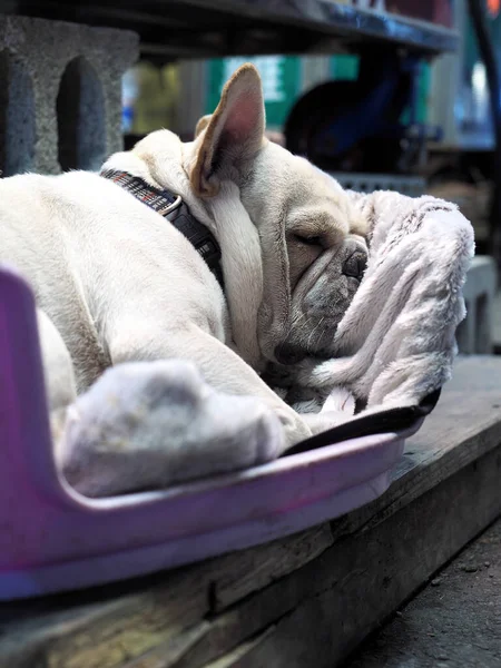 Tayvan, Taichung 'daki Yizhong Sokağı' nda çekilen yatağında uyuyan beyaz bir Fransız bulldog.