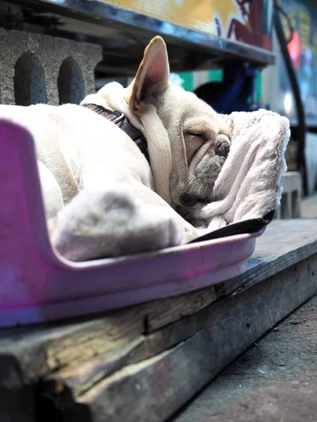 Tayvan, Taichung 'daki Yizhong Sokağı' nda çekilen yatağında uyuyan beyaz bir Fransız bulldog.