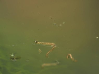 Saksıda durgun suda sivrisinek larvaları var.