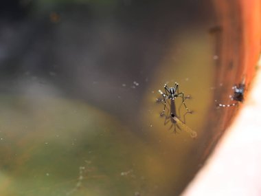 Suyun altında larvalarla dolu bir tencerede durgun suda sivrisinek var.