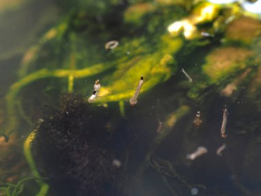 Saksıda durgun suda sivrisinek larvaları var.