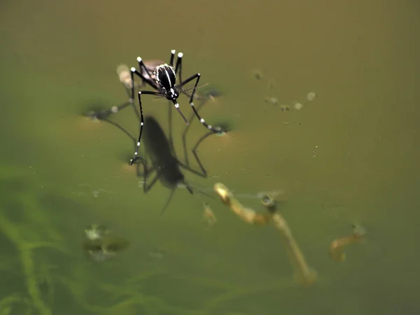 Aedes Nyamuk Atas Air Masih Dalam Panci Dengan Larva Bawah — Stok Foto